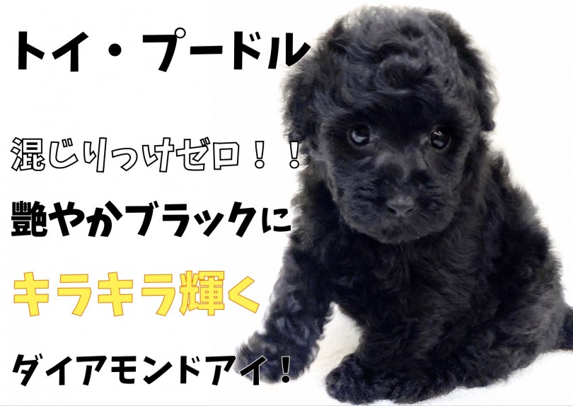 【 トイ・プードル 】混じりっけゼロ！艷やかに輝くブラックダイアモンドアイ！