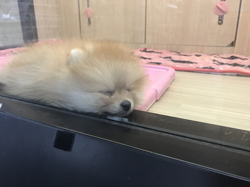 毎日のお手入れはブラッシングのみ | ポメラニアン （119242） - 梅島店