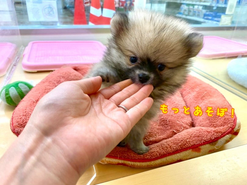 ポメちゃんがお客様との出会いの日をスタッフと一緒にお待ちしております！ | ポメラニアン （118483） - 城山店