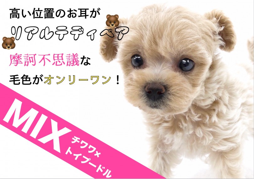【 MIX 】高い位置のお耳がリアルテディベア！摩訶不思議な毛色のチワプー！