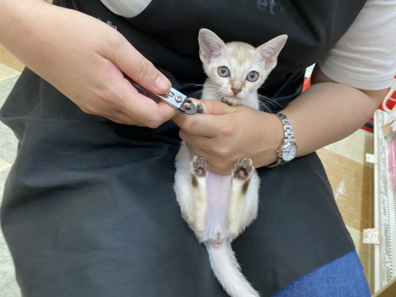 爪切り頑張ってても見つめる先はカメラを持つスタッフ(笑) | シンガプーラ （118492） - 城山店