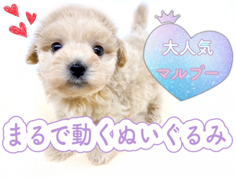 【 MIX 】マルチーズ×トイプードルの激カワMIXちゃん！