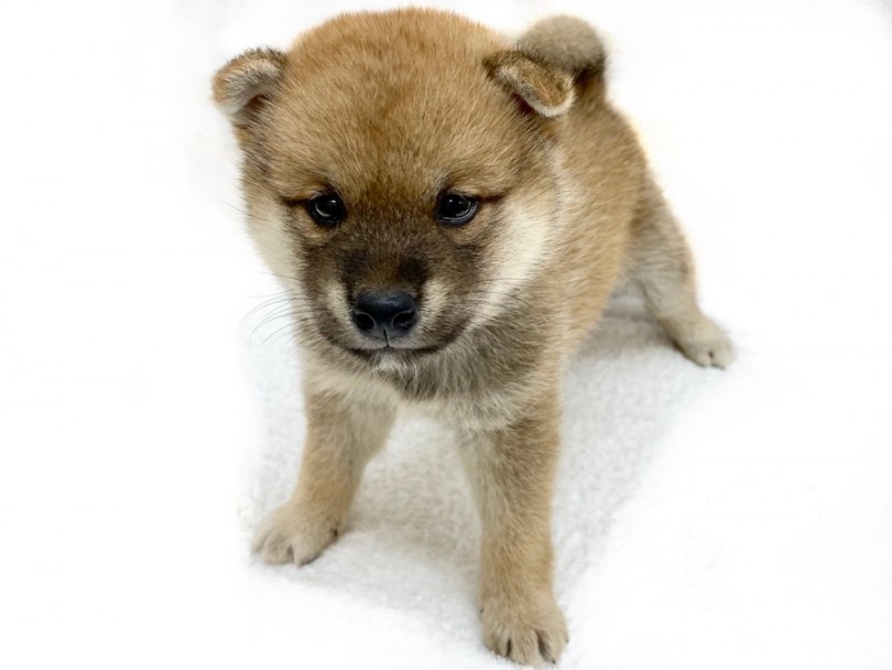 触り心地バツグンなお餅BODYに癒される♡ | 柴犬 （120312） - 今宿店