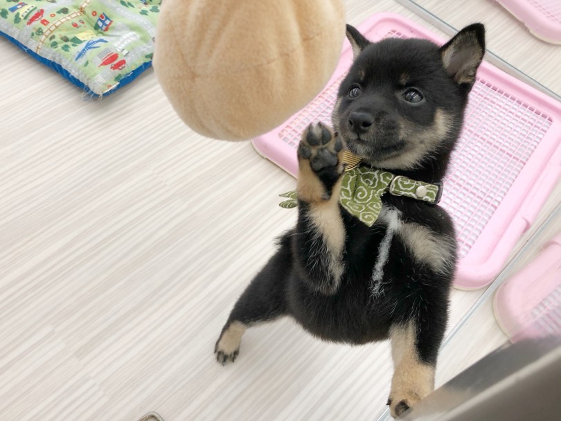 ひとりでもおもちゃで遊んでくれるのでお留守番も安心 | 豆柴 柴犬 （512688） - 本羽田店