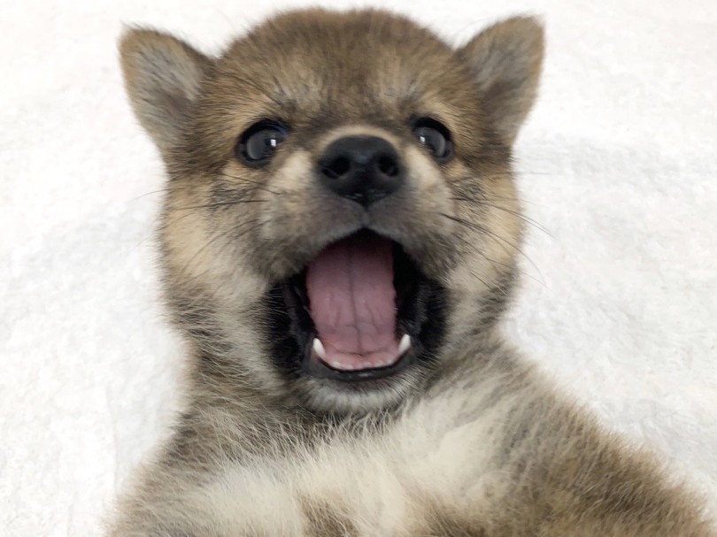 あたちの可愛いところを沢山見に来てくだちゃい♡ | 柴犬 （713735） - 鶴見店