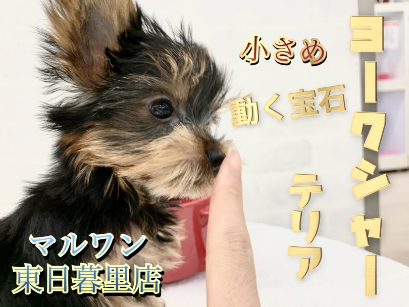 【 ヨークシャーテリア 】輝きは無限大！動く宝石の贈り物