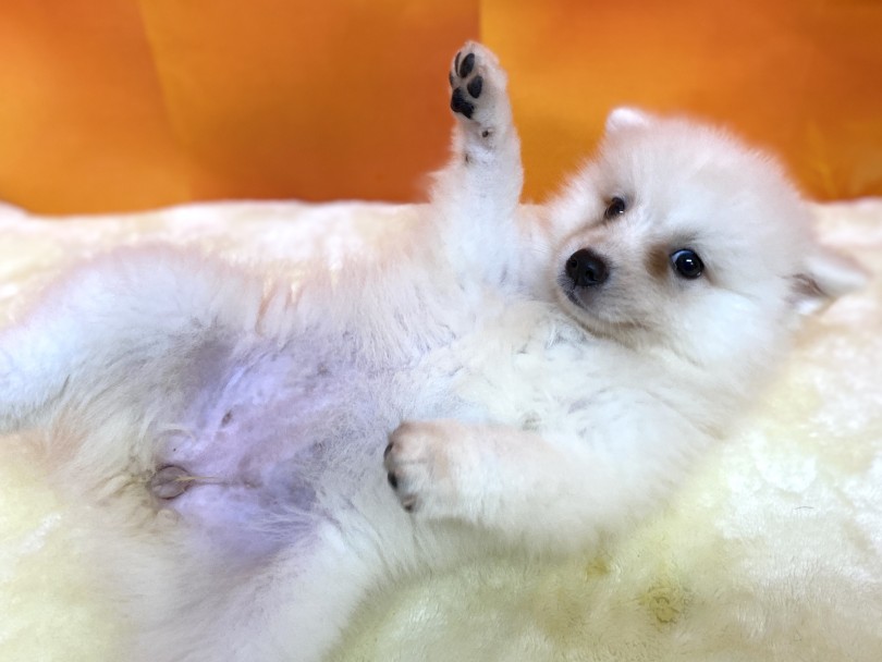 「吠える犬」の印象は昔のイメージ？ | スピッツ （6130960） - 大倉山店