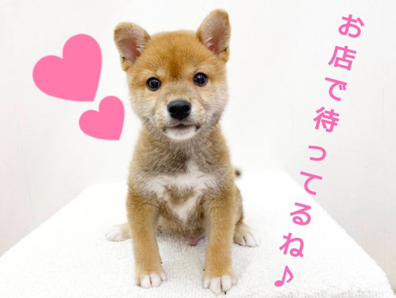 マルワン下丸子店で柴くんとお待ちしております♪ | 柴犬 （116487） - 下丸子店