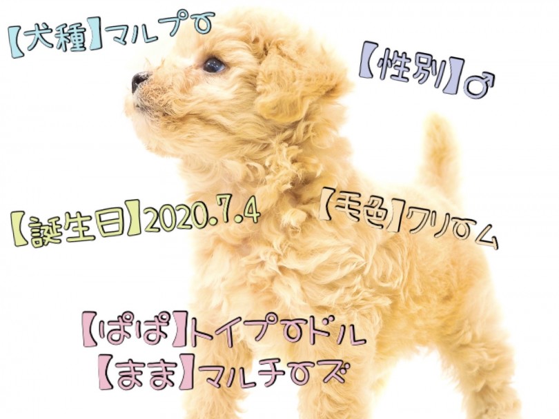 スタッフおすすめのMIXちゃん | マルプー MIX （150121） - 東川口店