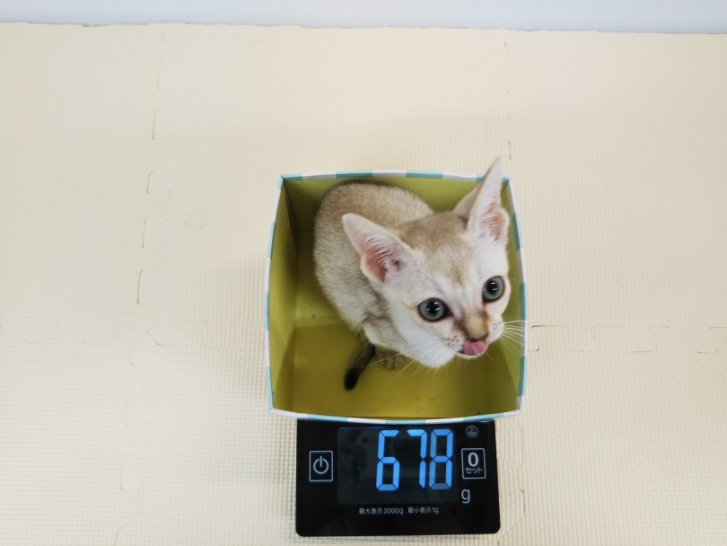 小柄すぎません？？シンガプーラちゃんの体重は678g | シンガプーラ （118492） - 城山店
