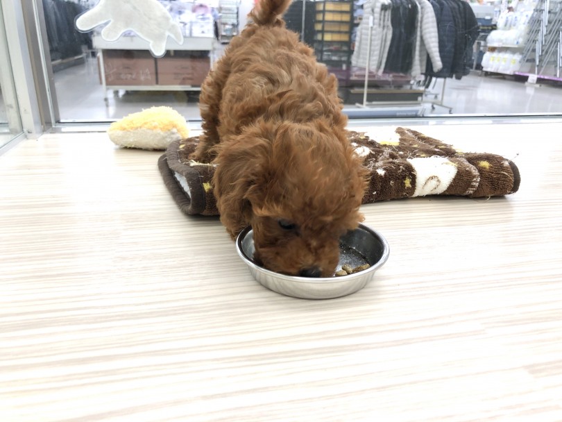 食欲もバッチリ | トイ・プードル （512690） - 本羽田店