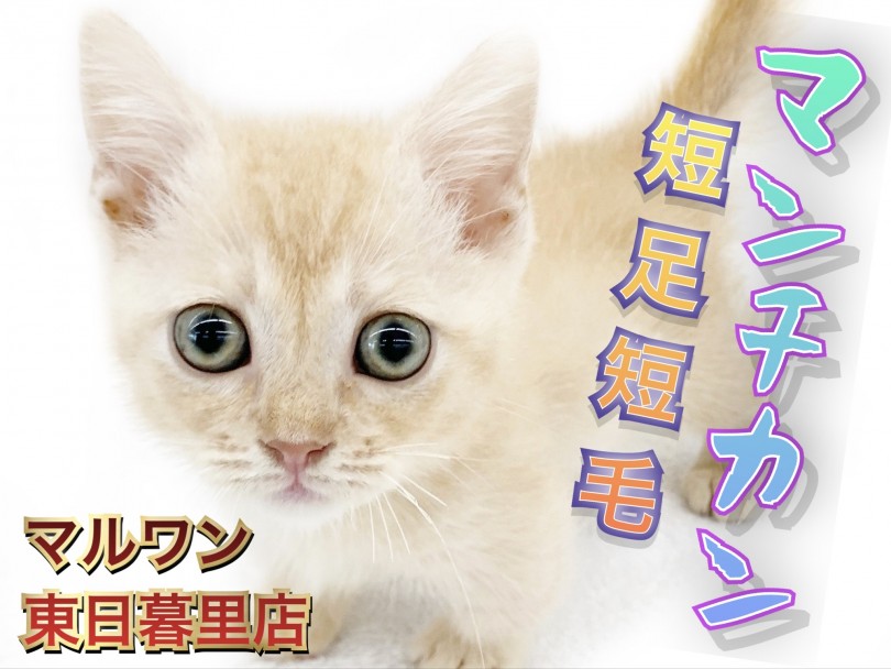 【 マンチカン 】初めての方にオススメ！短足短毛イケメンにゃんこ♪