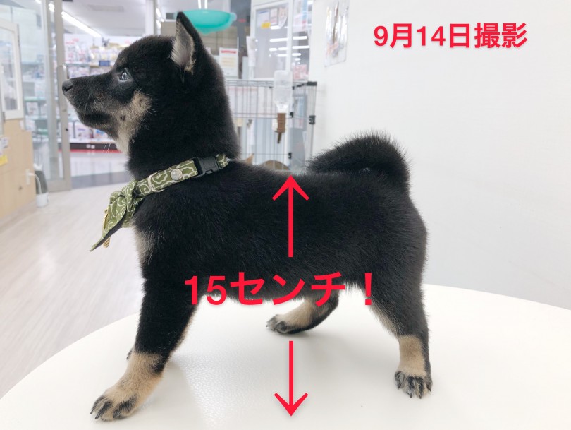 生後二か月の体高はiPhoneと同じ！？ | 豆柴 柴犬 （512688） - 本羽田店