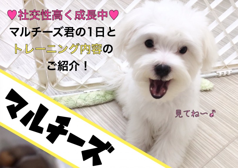 【 マルチーズ 】抜群の社交性！マルチーズ君の1日とトレーニング内容のご紹介！