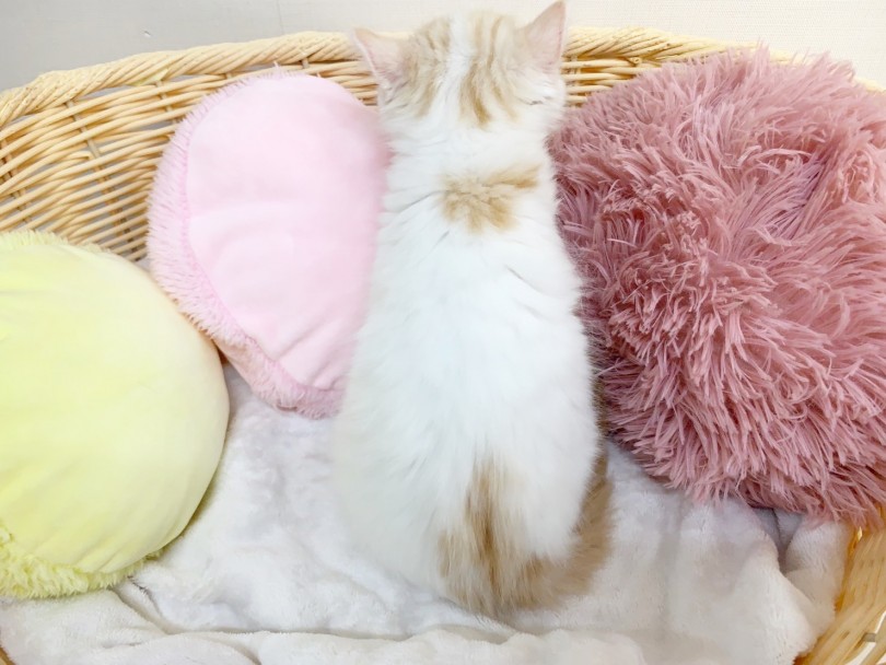 背中には天使の羽がついているんですよ♡ | スコティッシュフォールド （6130968） - 大倉山店
