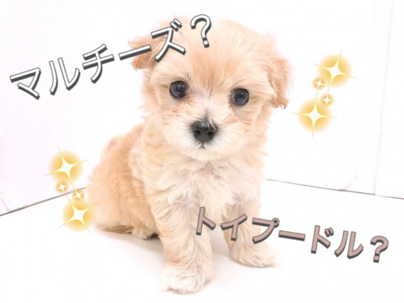 マルチーズとトイプードルどちらに似てると思いますか？ | MIX マルプー （150130） - 東川口店