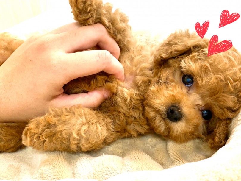 社交的で愛情深い、理想の性格♪ | トイ・プードル （150111） - 東川口店