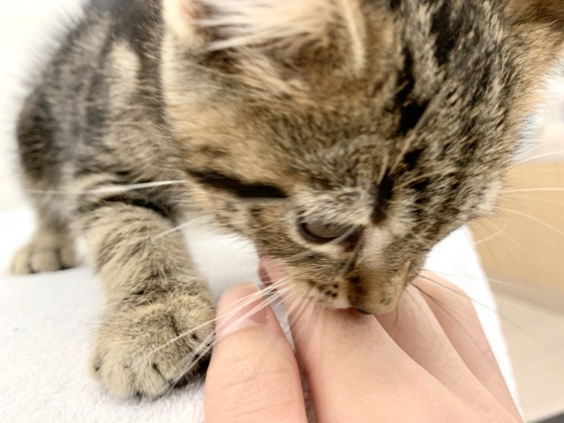 不動の人気は飼いやすさにあり！？ | アメリカンショートヘア （014337） - 東日暮里店