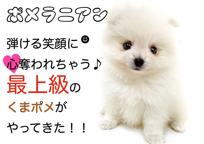 【 ポメラニアン 】弾ける笑顔に心奪われちゃう♪最上級のくまポメがやってきた！！