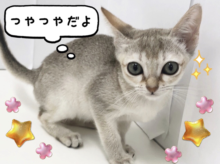 短毛種で、絹のように細い毛はつやつや | シンガプーラ （150127） - 東川口店