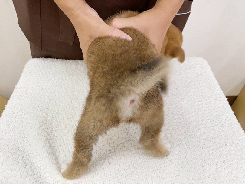 遊んで！遊んで！とスタッフに駆け寄っていきます♪ | 柴犬 （116487） - 下丸子店