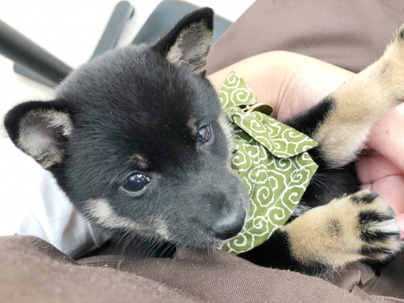 落ち着きのある甘えん坊ベビーは最高な癒しの家族♡ | 豆柴 柴犬 （512688） - 本羽田店