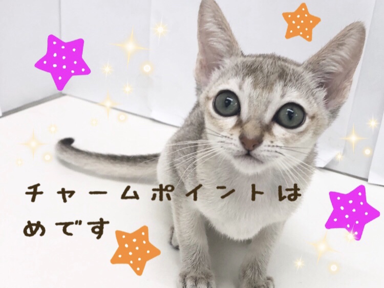 愛らしいルックス | シンガプーラ （150127） - 東川口店