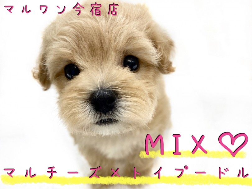 【 マルプー 】マルチーズとトイプードルの最強MIX！可愛さ満点のオンリーわんこ！