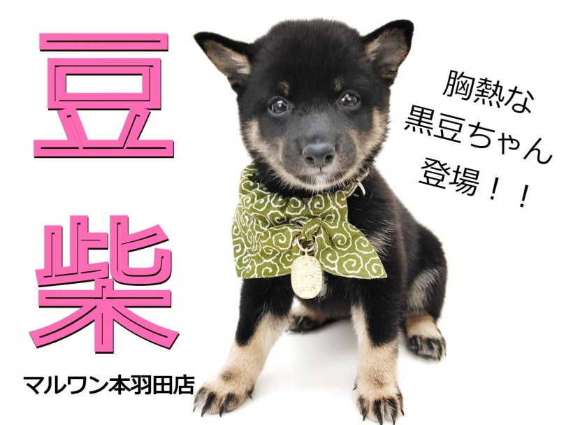 【 豆柴 】必見！胸が熱くなる可愛さの黒豆柴ベビーが東京都羽田に新登場！