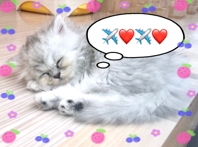 ペルシャくんを家族に迎えたら、お出かけに一緒に連れて行ってあげてください！ | ペルシャ （150128） - 東川口店