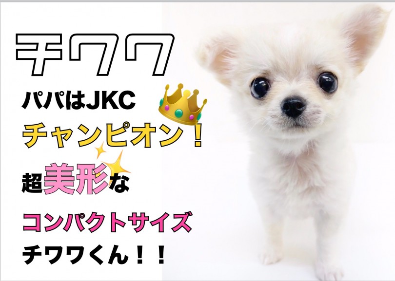 【 チワワ 】パパはJKCチャンピオン！ 超美形なコンパクトサイズチワワくん！