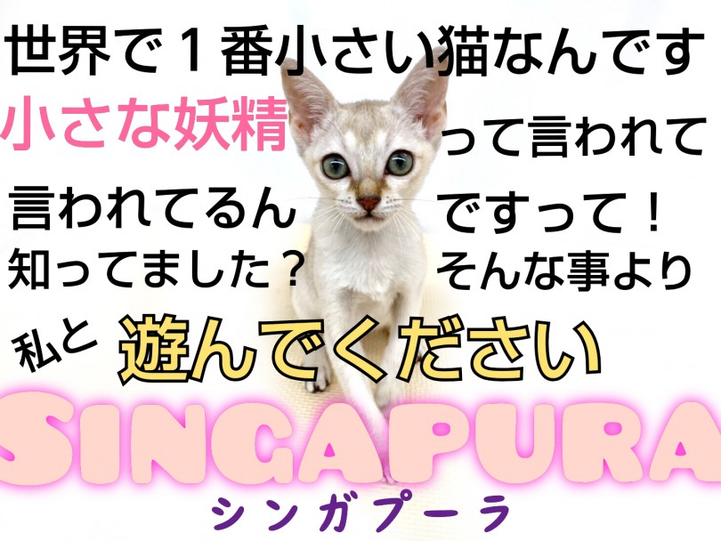【 シンガプーラ 】小さい猫が欲しい方必見！小さな妖精の女の子が舞い降りた！？