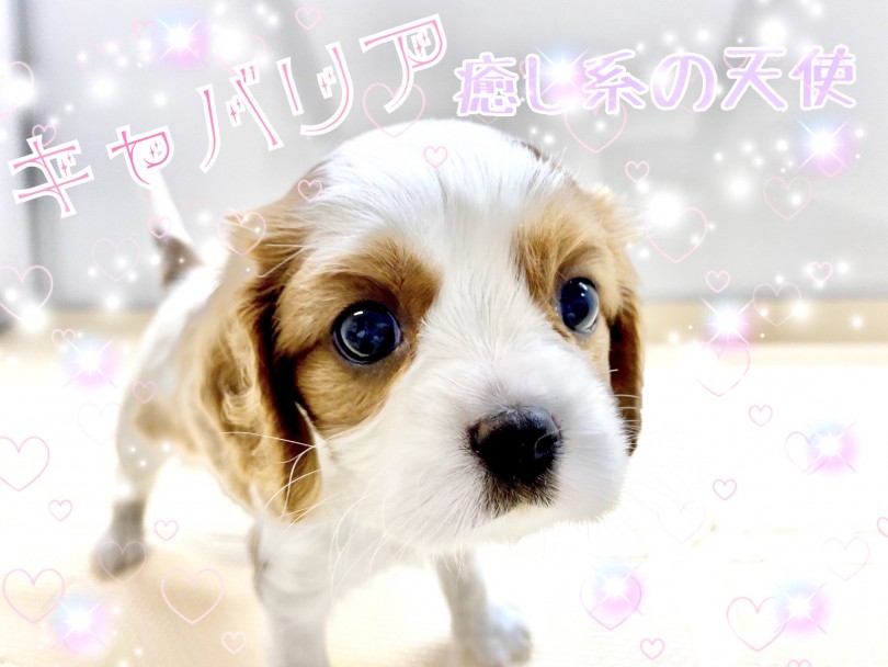 【 キャバリア 】癒し系の天使降臨！ブレンハイムの可愛すぎる女の子！