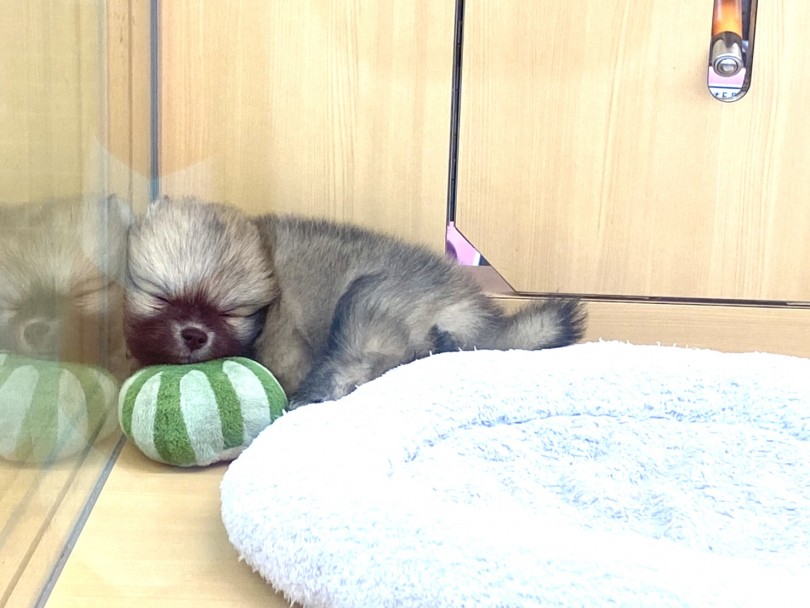 お気に入りのオモチャを枕にして | ポメラニアン （118483） - 城山店
