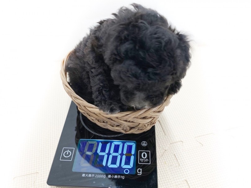 小さっ！生後50日の体重測定は480g！ | トイ・プードル （814638） - 相模大塚店