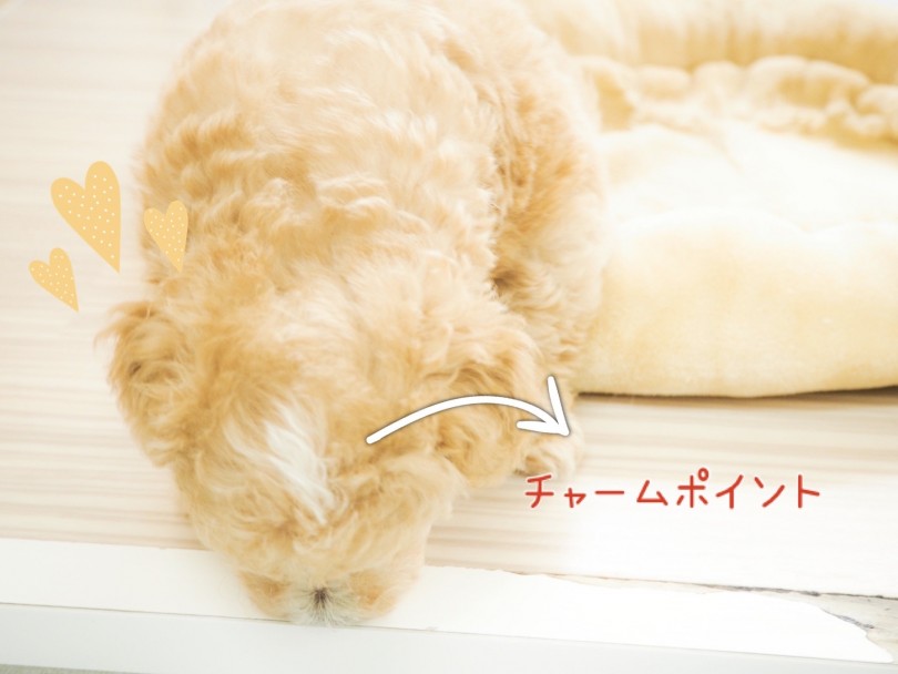 頭のてっぺんにチャームポイント | マルプー MIX （150121） - 東川口店