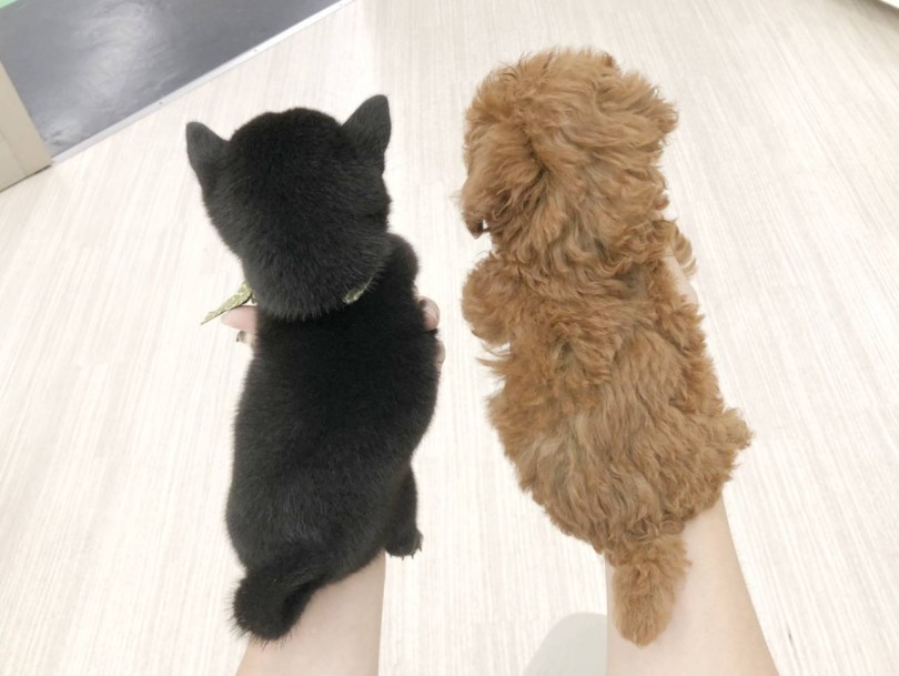 生後約二か月のトイプードルちゃんと同じサイズ | 豆柴 柴犬 （512688） - 本羽田店