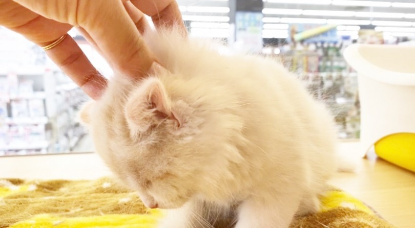 ナデナデするとご覧の通りまったりとした表情を見せてくれます♡ | スコティッシュフォールド （6130968） - 大倉山店