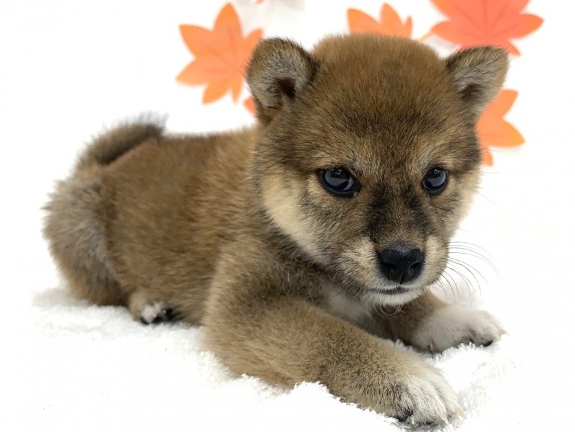 ぽんぽこ柴ちゃんのお色はどんなカラー？ | 柴犬 （713735） - 鶴見店