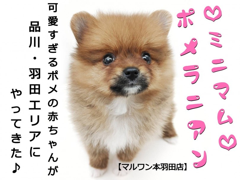【 ポメラニアン 】品川・羽田エリアに舞い降りたミニポメが可愛すぎ！