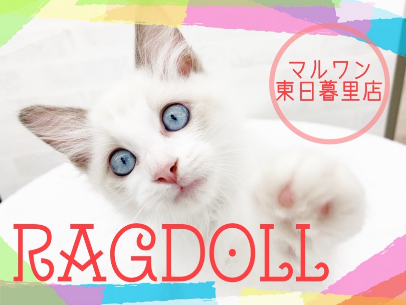 【 ラグドール 】猫なのに超甘えん坊！大型猫なのに犬みたいなラグちゃん！