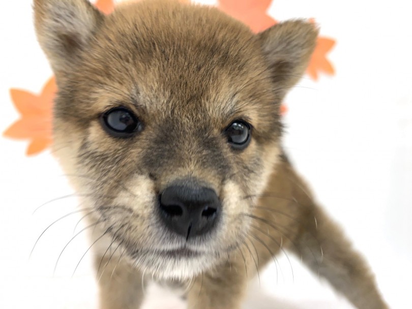 和の魅力をたっぷり感じさせられる日本の犬 | 柴犬 （713735） - 鶴見店