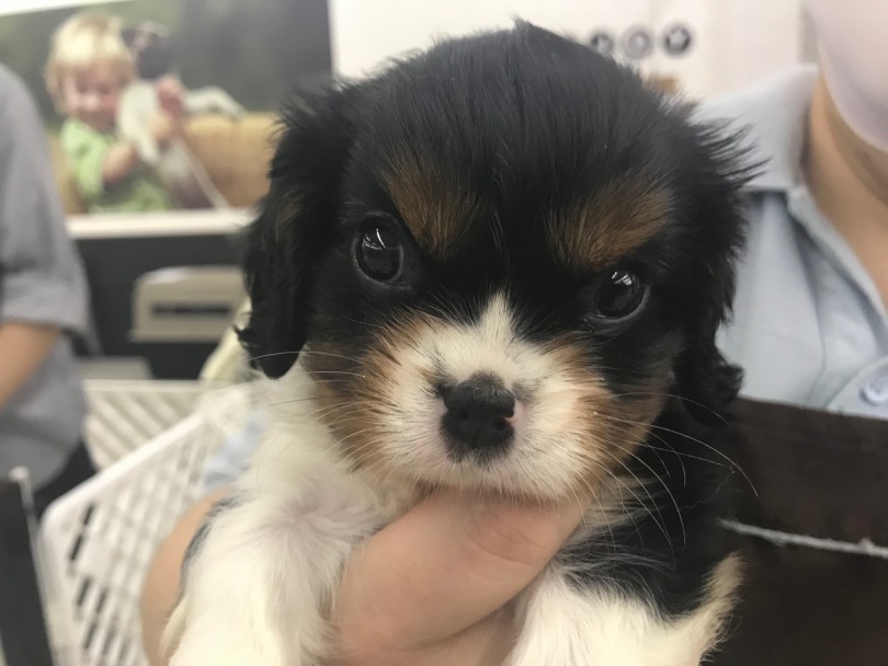 大きな瞳で見つめられると一撃でやられてしまいますよ！ | キャバリア・キングチャールズ・スパニエル （117287） - 鎌ヶ谷店