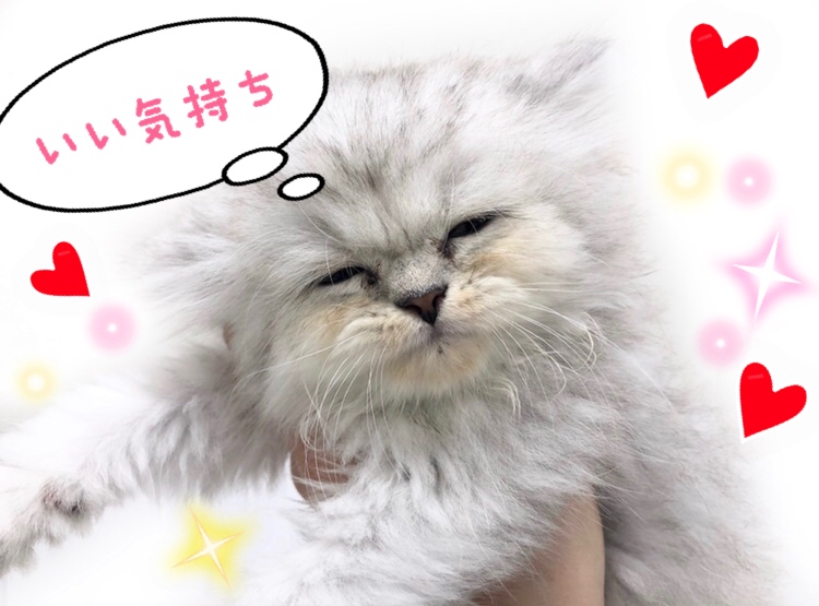 ペルシャくんを抱っこしながら撫でたら、癒されること間違いなし | ペルシャ （150128） - 東川口店