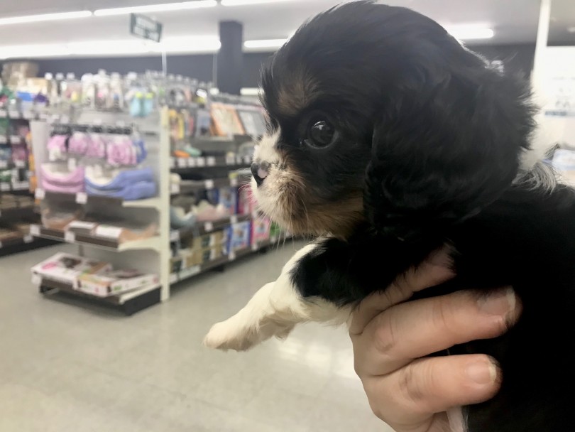 少し潰れた鼻がポイント | キャバリア・キングチャールズ・スパニエル （117287） - 鎌ヶ谷店