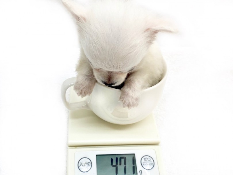 成犬時予想体重は1.5~2.5kg | チワワ （120309） - 今宿店
