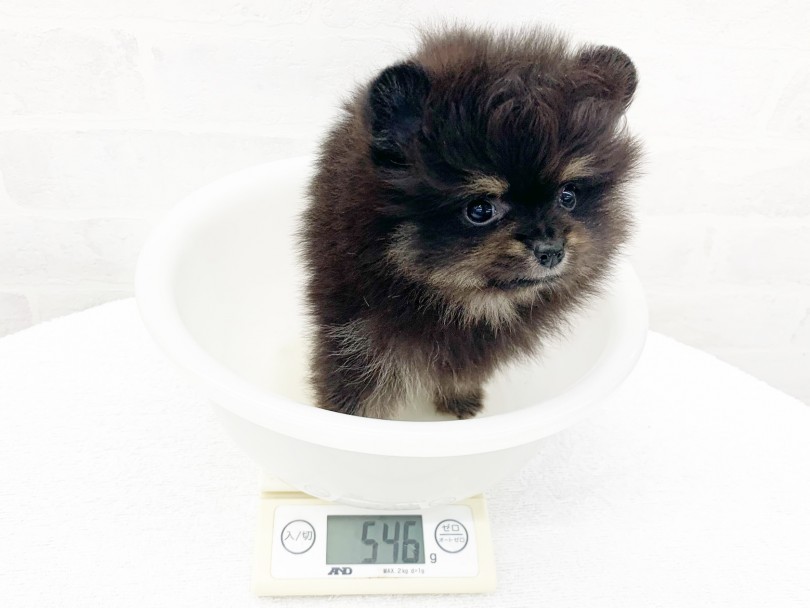 大人になった時の予想体重は2～3kg | ポメラニアン （014338） - 東日暮里店
