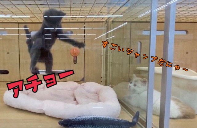 日々他の猫ちゃんとも遊んだりしているので猫慣れは比較的早いほうです♪ | スコティッシュフォールド （6130968） - 大倉山店