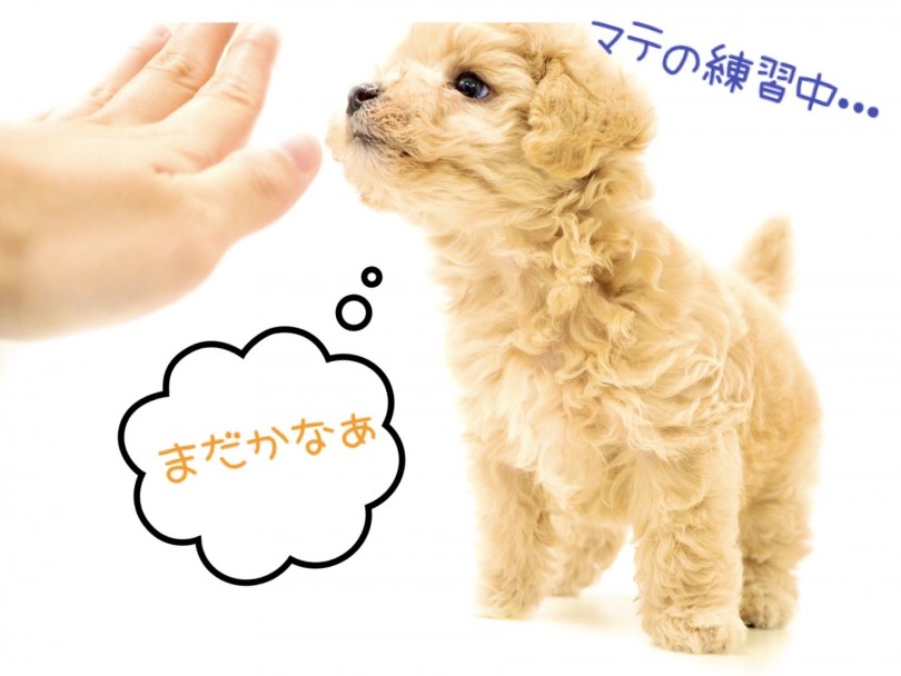 マテが出来るように練習中・・・ | マルプー MIX （150121） - 東川口店