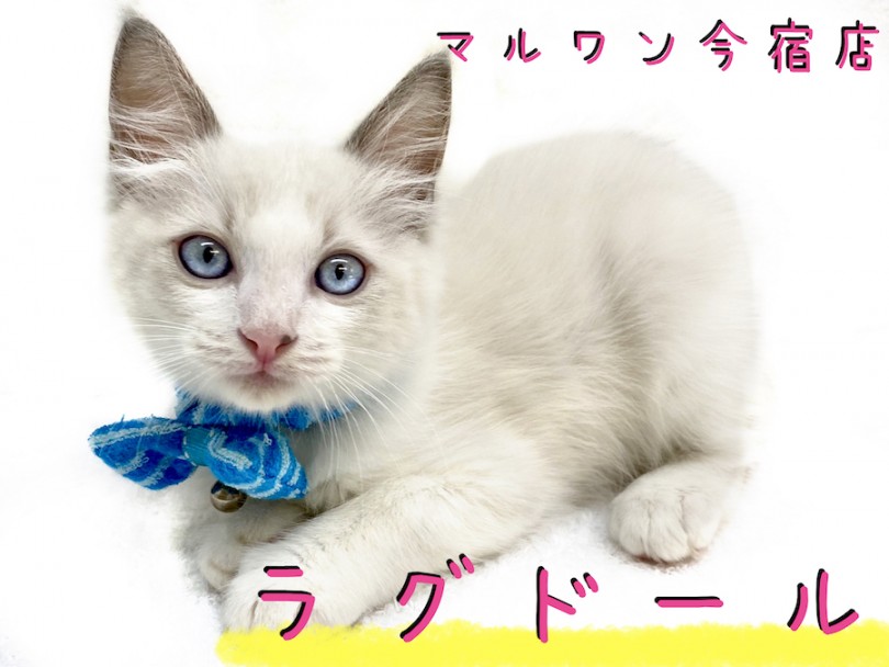 【 ラグドール 】ブルーの瞳が輝く究極の美猫！甘えん坊のイケメンにゃんこ！